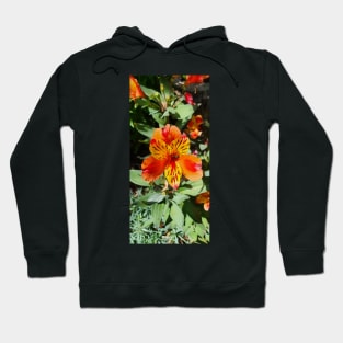 Red, Yellow and Orange Alstromeria Hoodie